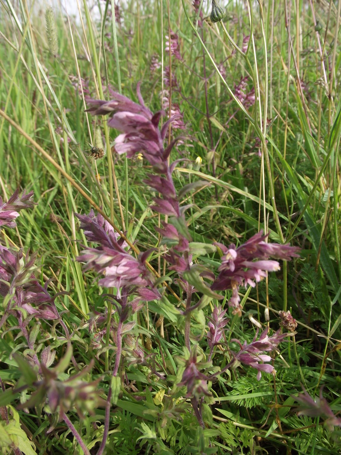 Red Bartsia